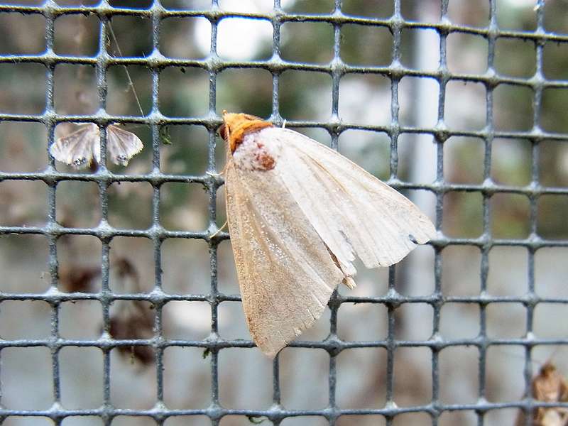 Unbestimmte Falterart Nr. 179/Unidentified species No. 179