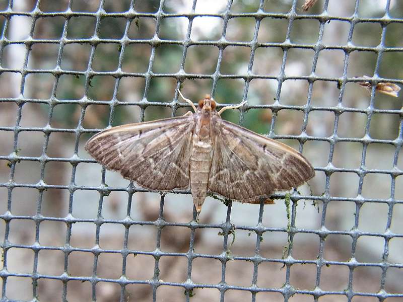 Unbestimmte Falterart Nr. 180/Unidentified species No. 180