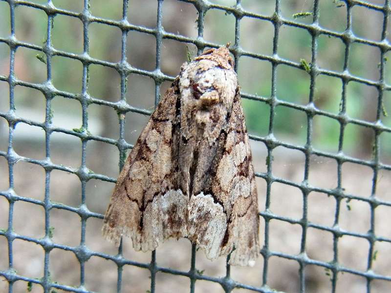 Unbestimmte Falterart Nr. 188/Unidentified species No. 188