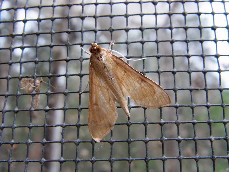 Unbestimmte Falterart Nr. 190/Unidentified species No. 190