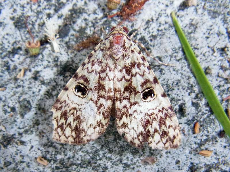 Unbestimmte Falterart Nr. 193/Unidentified species No. 193