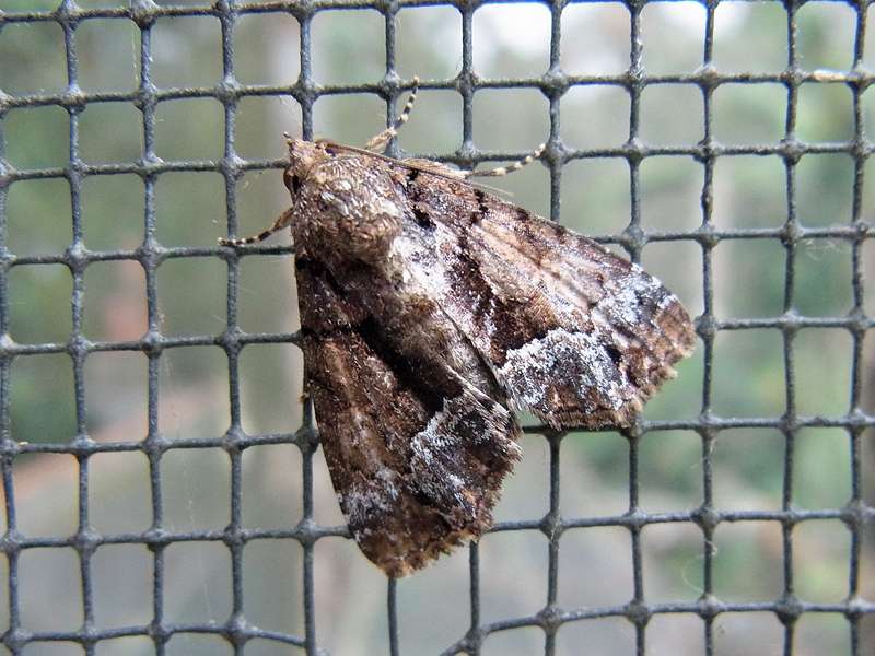 Unbestimmte Falterart Nr. 194/Unidentified species No. 194