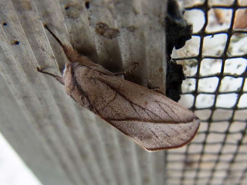 Unbestimmte Falterart Nr. 198/Unidentified species No. 198
