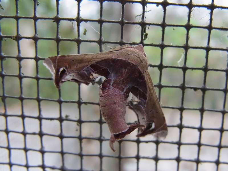 Unbestimmte Falterart Nr. 199/Unidentified species No. 199