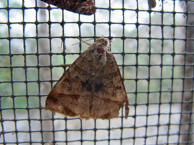 Unbestimmte Falterart Nr. 202/Unidentified species No. 202