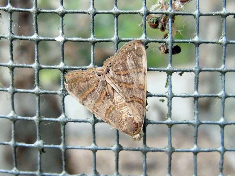 Unbestimmte Falterart Nr. 319/Unidentified species No. 319