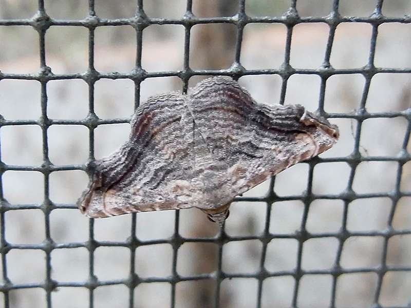 Unbestimmte Falterart Nr. 211/Unidentified species No. 211