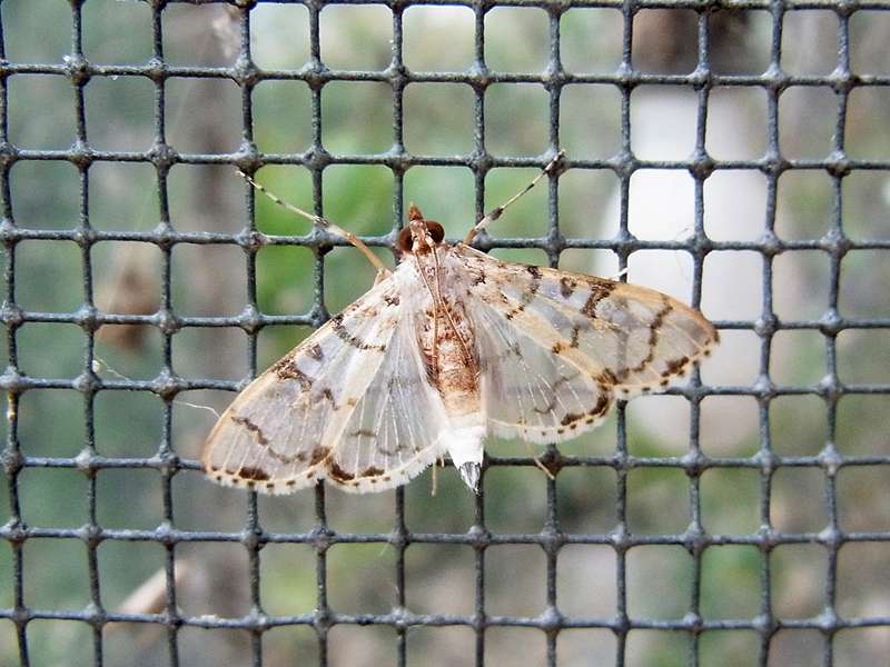 Unbestimmte Falterart Nr. 212/Unidentified species No. 212