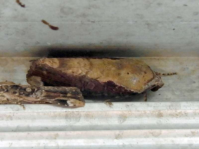 Unbestimmte Falterart Nr. 216/Unidentified species No. 216