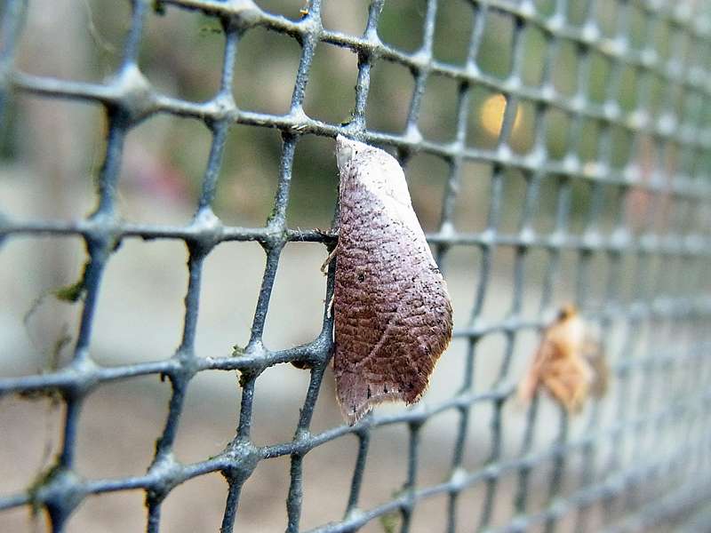 Unbestimmte Falterart Nr. 219/Unidentified species No. 219