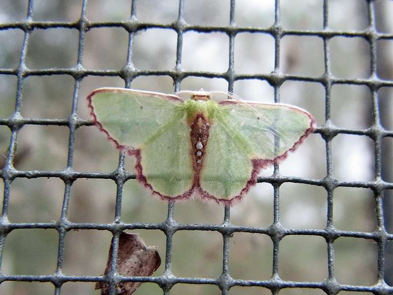 Unbestimmte Falterart Nr. 220/Unidentified species No. 220