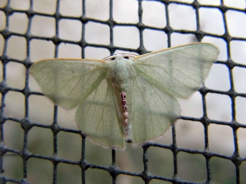 Unbestimmte Falterart Nr. 224/Unidentified species No. 224