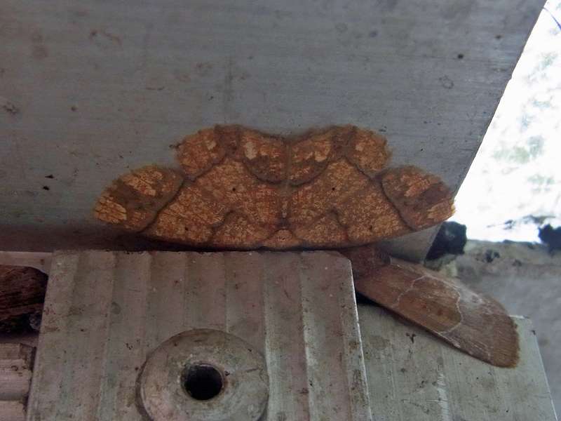 Unbestimmte Falterart Nr. 225/Unidentified species No. 225
