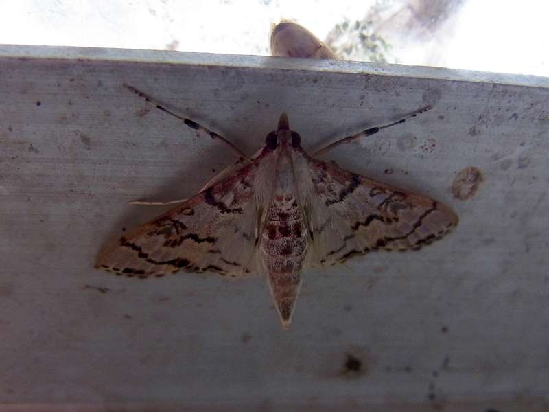Unbestimmte Falterart Nr. 226/Unidentified species No. 226