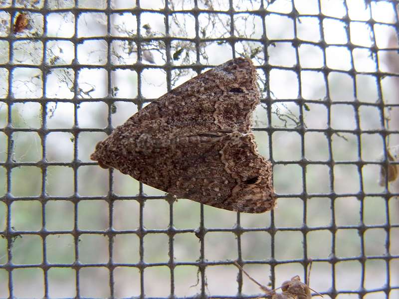 Unbestimmte Falterart Nr. 228/Unidentified species No. 228