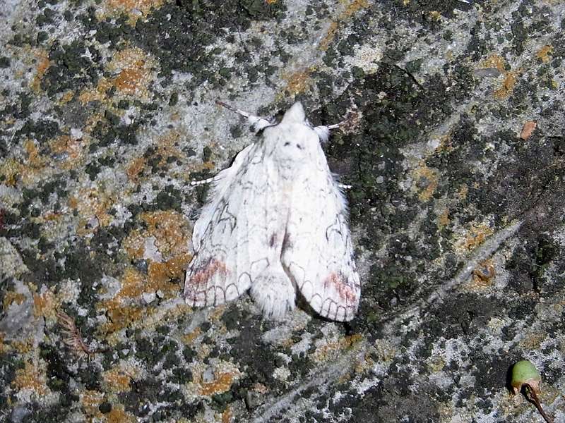 Unbestimmte Falterart Nr. 255/Unidentified species No. 255