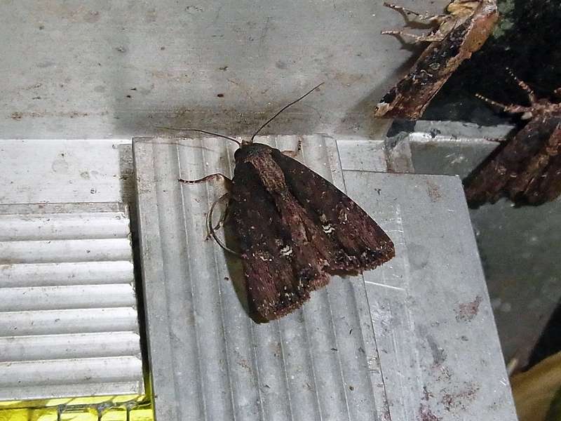 Unbestimmte Falterart Nr. 258/Unidentified species No. 258