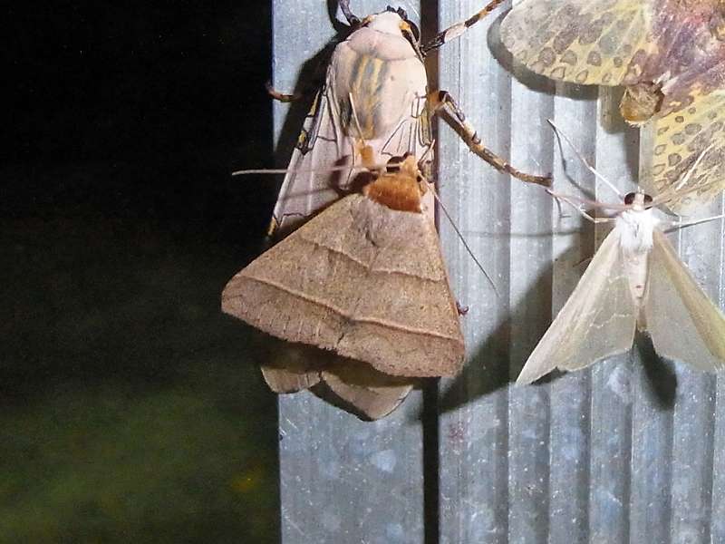 Unbestimmte Falterart Nr. 261/Unidentified species No. 261