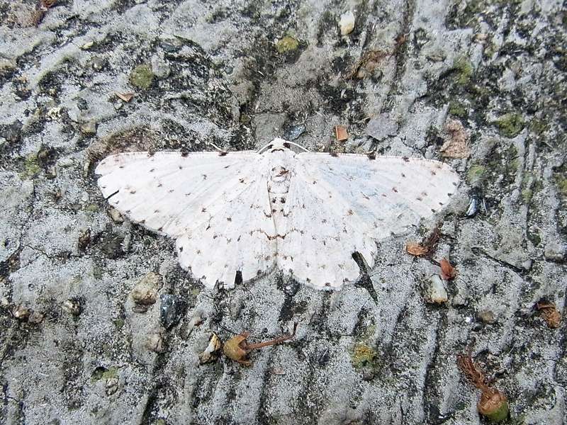 Unbestimmte Falterart Nr. 266/Unidentified species No. 266