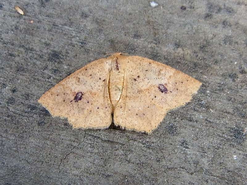 Unbestimmte Falterart Nr. 267/Unidentified species No. 267