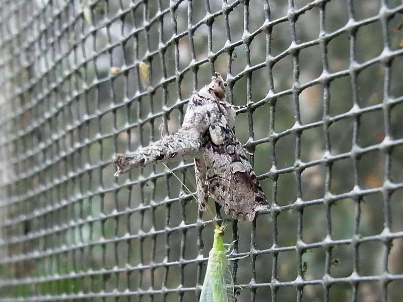 Unbestimmte Falterart Nr. 269/Unidentified species No. 269