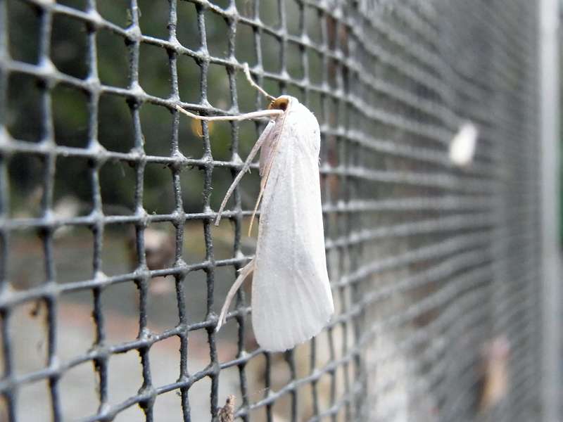 Unbestimmte Falterart Nr. 271/Unidentified species No. 271