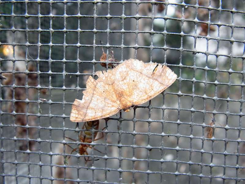 Unbestimmte Falterart Nr. 272/Unidentified species No. 272