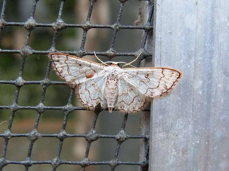 Unbestimmte Falterart Nr. 273/Unidentified species No. 273