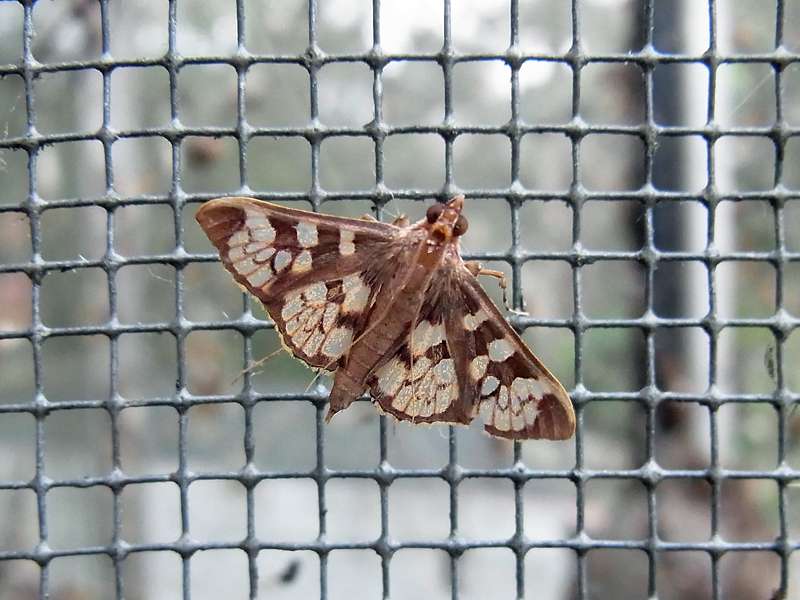Unbestimmte Falterart Nr. 276/Unidentified species No. 276