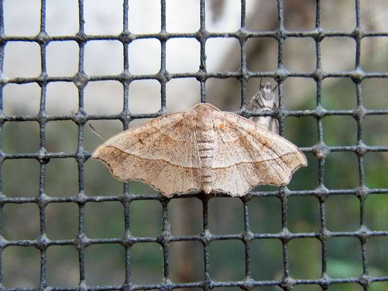 Unbestimmte Falterart Nr. 279/Unidentified species No. 279