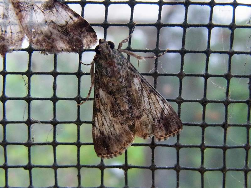 Unbestimmte Falterart Nr. 280/Unidentified species No. 280