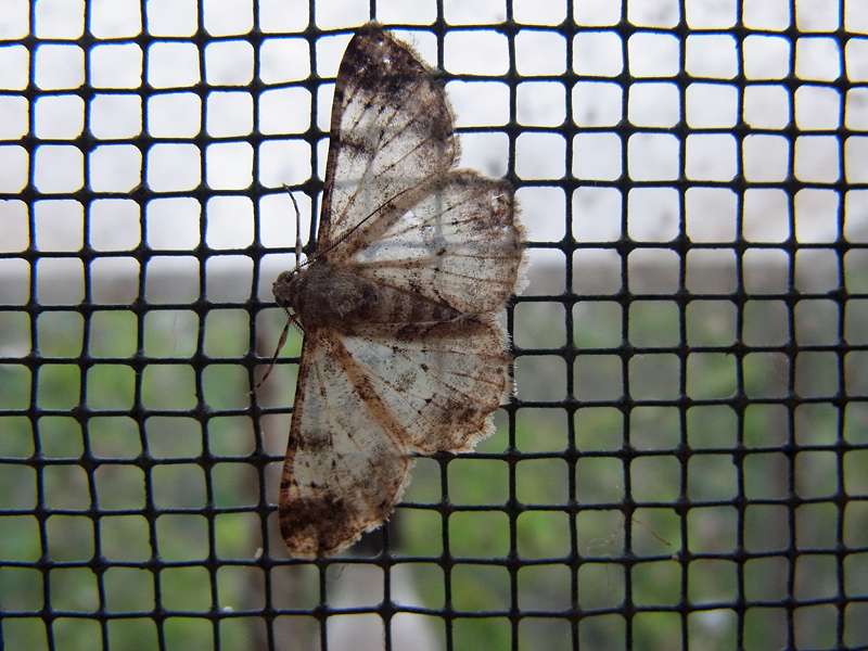 Unbestimmte Falterart Nr. 281/Unidentified species No. 281