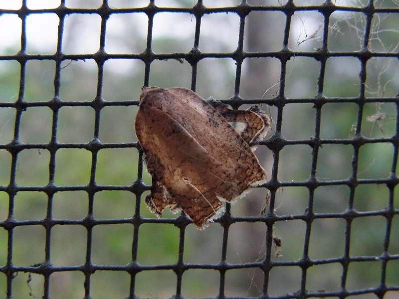 Unbestimmte Falterart Nr. 283/Unidentified species No. 283