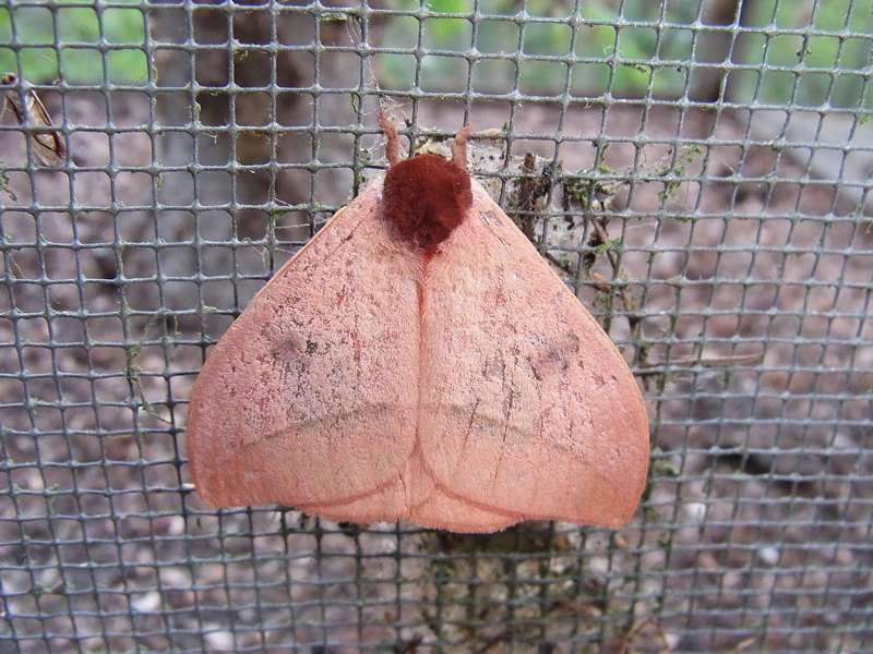 Unbestimmte Falterart Nr. 285/Unidentified species No. 285