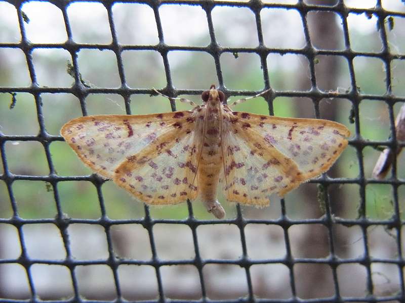 Unbestimmte Falterart Nr. 286/Unidentified species No. 286