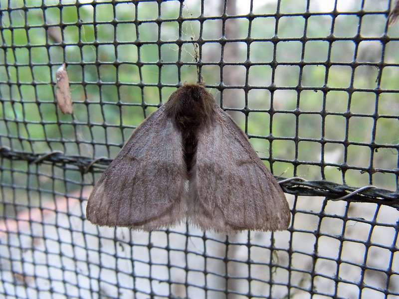 Unbestimmte Falterart Nr. 288/Unidentified species No. 288