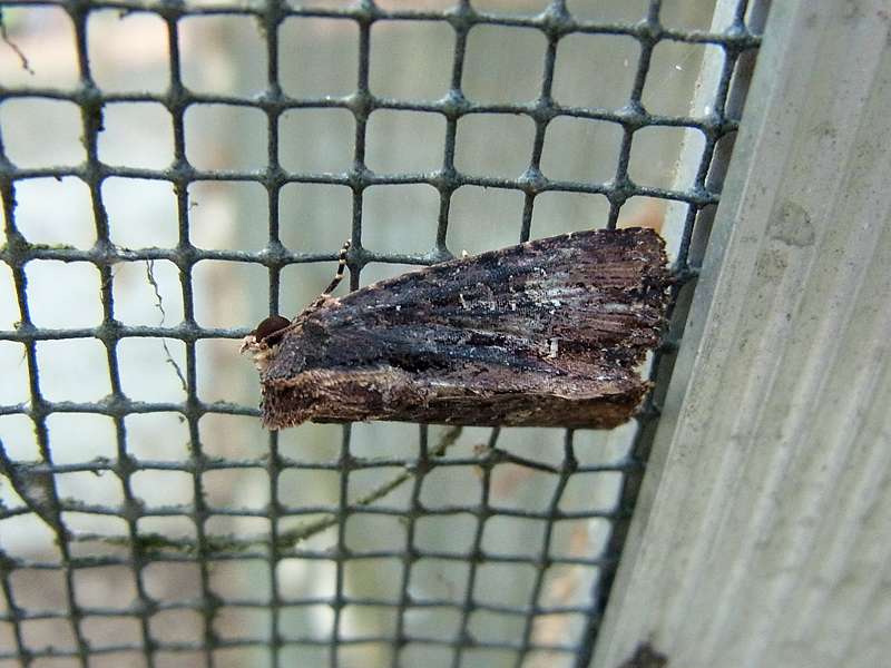 Unbestimmte Falterart Nr. 46/Unidentified species No. 46