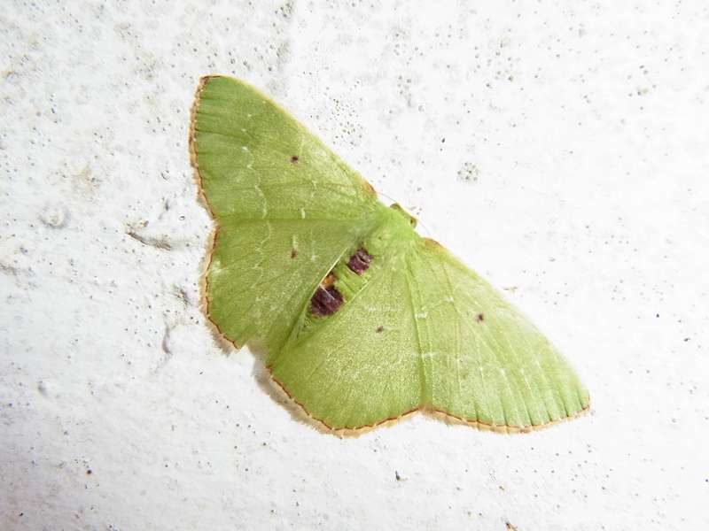 Unbestimmte Falterart Nr. 200/Unidentified species No. 200