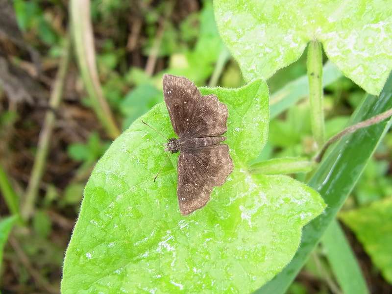 Unbestimmte Falterart Nr. 298/Unidentified species No. 298