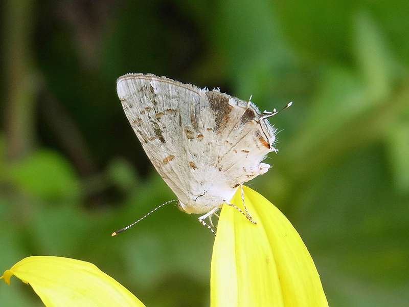 Unbestimmte Falterart Nr. 302/Unidentified species No. 302 (Ministrymon una?)