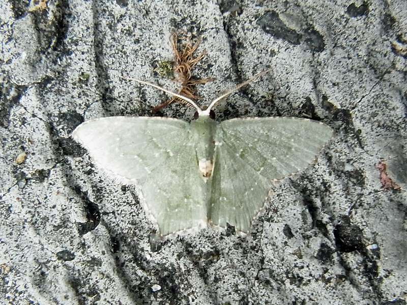 Unbestimmte Falterart Nr. 304/Unidentified species No. 304