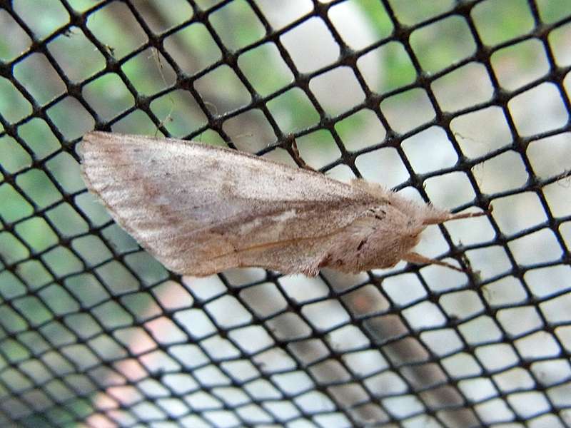 Unbestimmte Falterart Nr. 305/Unidentified species No. 305