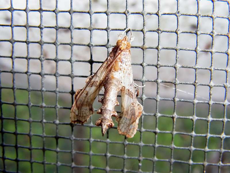 Unbestimmte Falterart Nr. 306/Unidentified species No. 306