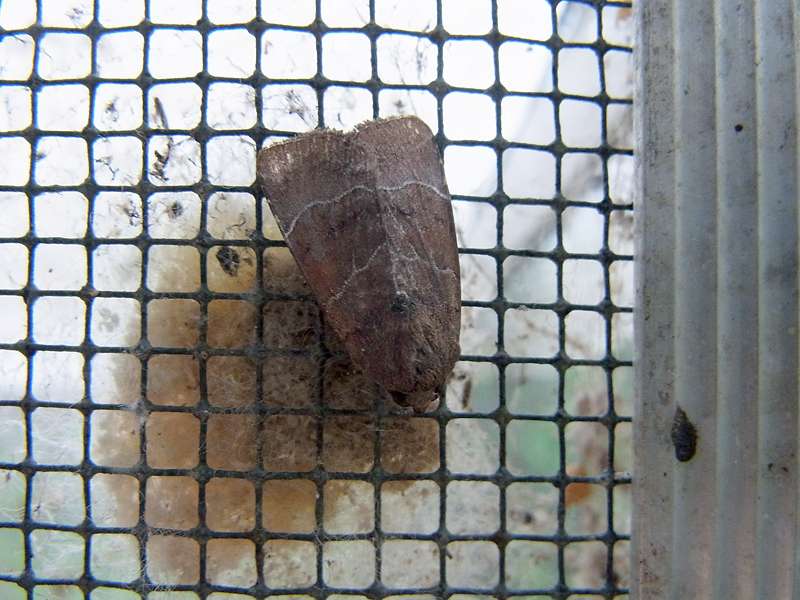 Unbestimmte Falterart Nr. 307/Unidentified species No. 307