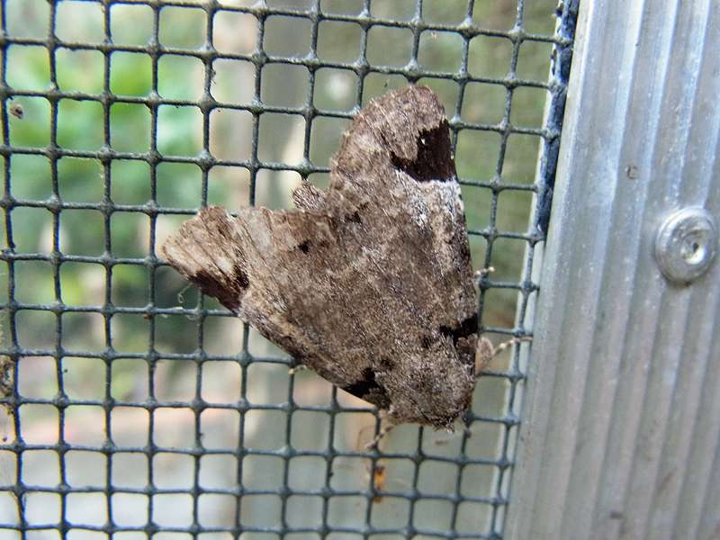 Unbestimmte Falterart Nr. 308/Unidentified species No. 308