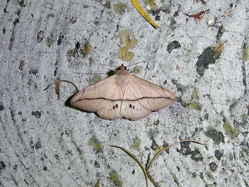 Unbestimmte Falterart Nr. 310/Unidentified species No. 310