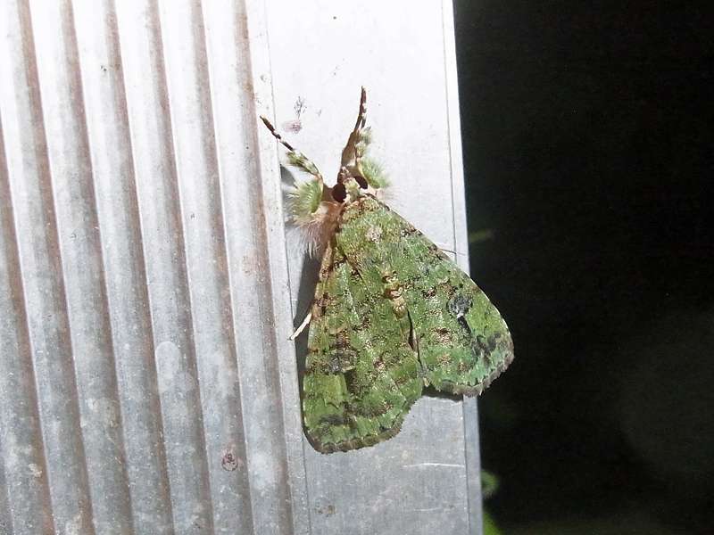 Unbestimmte Falterart Nr. 317/Unidentified species No. 317