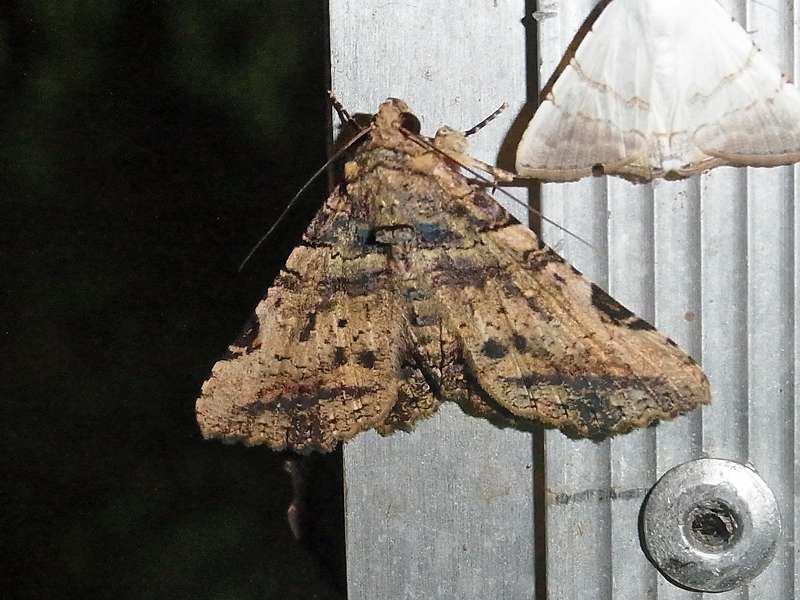 Unbestimmte Falterart Nr. 318/Unidentified species No. 318