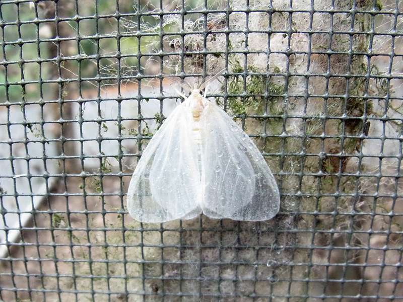 Unbestimmte Falterart Nr. 322/Unidentified species No. 322
