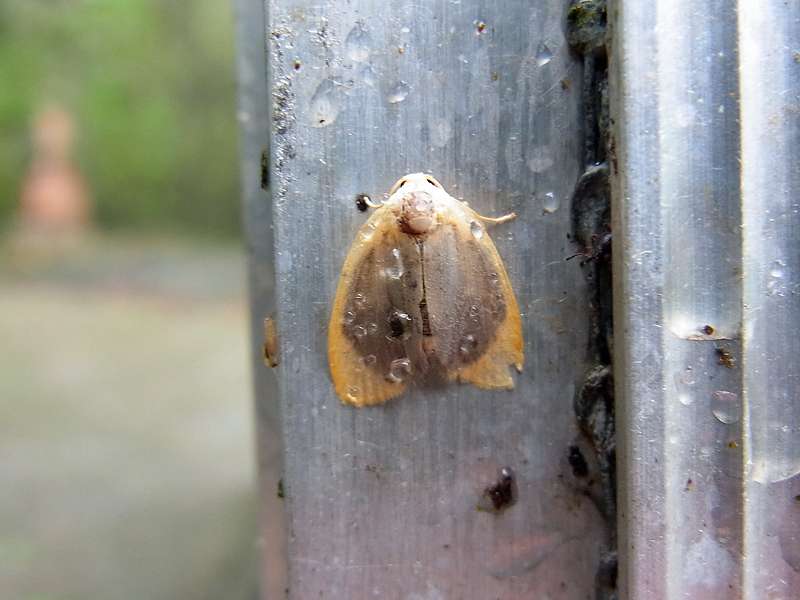 Unbestimmte Falterart Nr. 22/Unidentified species No. 22
